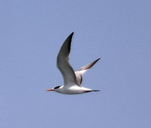 Black Tern (Thalasseus bengalensis)