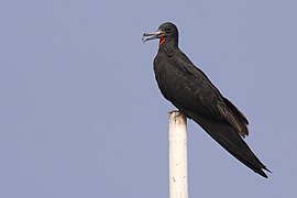 The Red-chested Maiyabird, a migratory seabird found in southern Mák’ai.