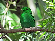 broadbill vert Lesser (7150956749) .jpg