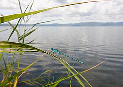 Libellula azzurra al Lago di Bracciano.jpg