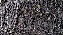 Lightwood bark (6281541256) Lightwood bark (6281541256).jpg