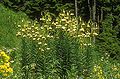 Lilium ciliatum in habitat at Zigana pass, Turkey