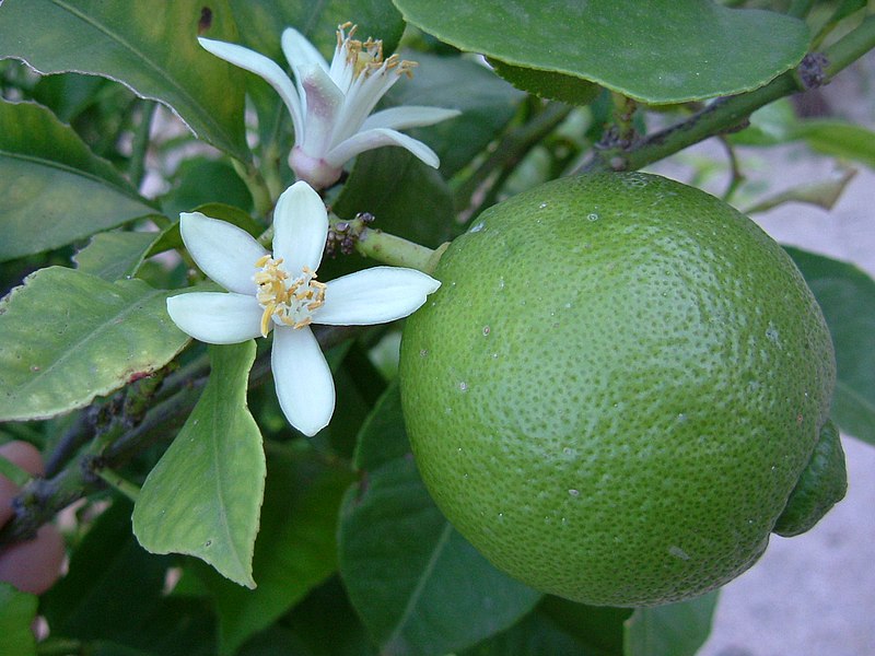 File:Lime Blossom.jpg