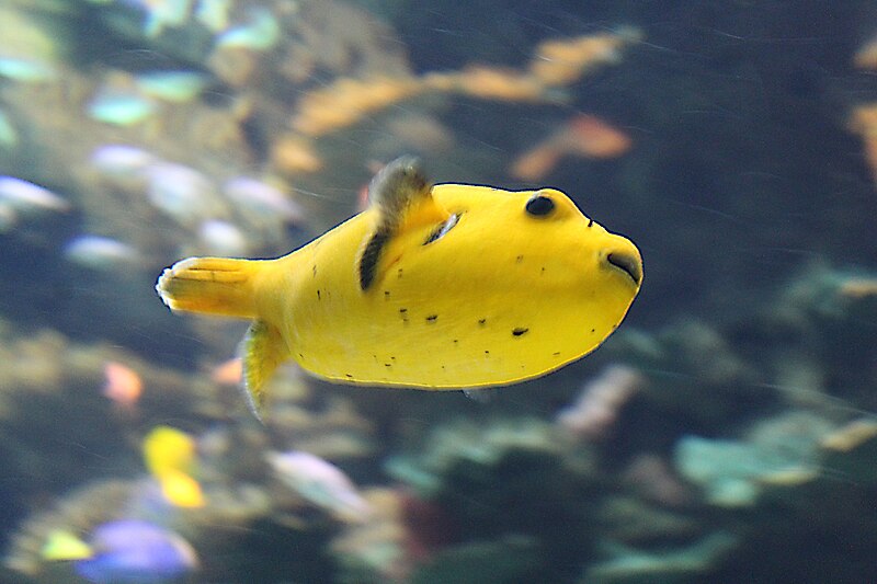 File:Lisbon, Oceanarium, Blackspotted puffer.JPG