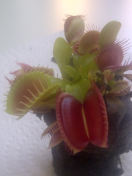 File:London - Dionaea muscipula 2.jpg