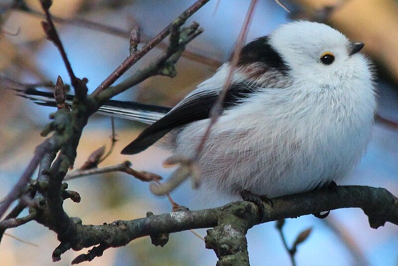 File:Long-tailed tit, Aegithalos caudatus IMG 9938.JPG