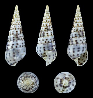 <i>Longchaeus acus</i> Species of sea snail