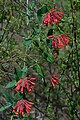 Lonicera sempervirens, or trumpet honeysuckle