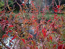 Bright crimson leaves at the onset of autumn Loosestrife (Lythrum salicaria ).jpg