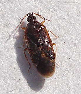 <i>Loricula pselaphiformis</i> Species of true bug