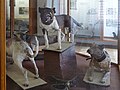 Čeština: Preparáty loveckých psů na Loveckém zámku Ohrada nedaleko Hluboké nad Vltavou English: Taxidermied hunting dogs at Hunting Lodge Ohrada near Hluboká nad Vltavou, Czech Republic