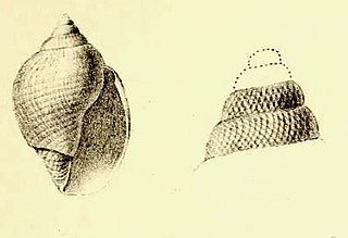 <i>Lusitanops bullioides</i> species of sea snail