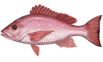 Thumbnail for Northern red snapper