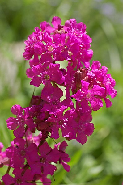 File:Lychnis viscaria (X-1523-A) Flowers.JPG