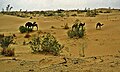 Deșertul karakum