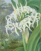 MN602 A Bornean Crinum.jpg