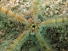 File:Macrophiothrix rhabdota - Big Vicki's Reef 02.jpeg (Category:Echinoderms of Queensland)