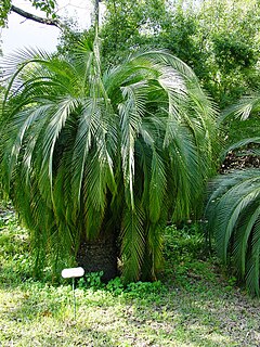 <i>Macrozamia moorei</i> species of plant