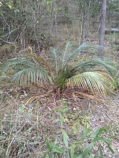 <i>Macrozamia mountperriensis</i> Species of cycad