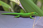 Vignette pour Phelsuma grandis