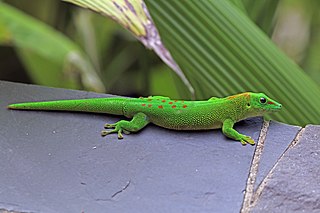<i>Phelsuma grandis</i> Species of day gecko