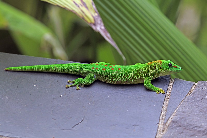 File:Madagascar giant day gecko (Phelsuma grandis) Nosy Komba.jpg