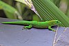 Madagascar giant day gecko (Phelsuma grandis) Nosy Komba.jpg