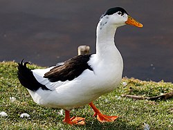 Magpie Duck, drake (cropped).jpg