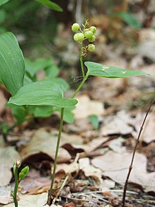 Konwalijka dwulistna (Maianthemum bifolium), las, 2018-07-02