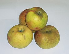 Live photo of Blenheim Orange apple. Malus goldrenette von blenheim.jpg