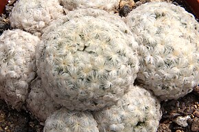 Beschrijving van de afbeelding Mammillaria plumosa pm.jpg.