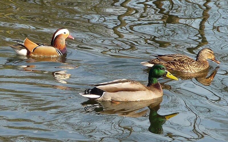 File:Mandarin with Mallards - Flickr - gailhampshire.jpg