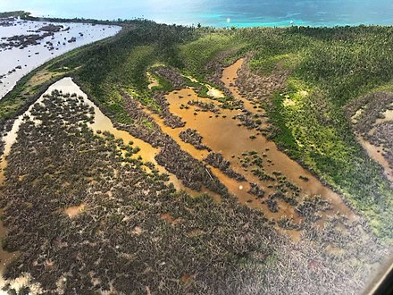 Mangroves in Vieques, where electrical power lines were destroyed by Hurricane Maria in 2017