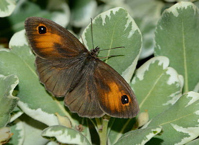 Maniola telmessia, female resting on Pittosporum