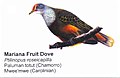 Mariana Fruit Dove 1.jpg