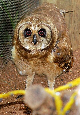 Marsh owl (Asio capensis).jpg