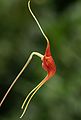 Masdevallia ayabacana flower