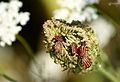 Còpules de xinxes ratllades (G. lineatum) sobre la fructescència d'anyol (Conopodium majus)