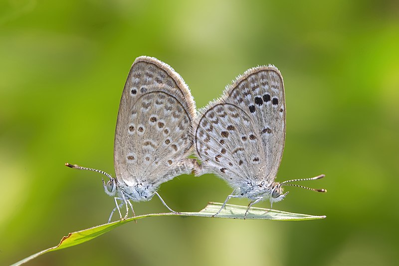 File:Mating pair of Zizina otis (Fabricius, 1787) - Lesser Grass Blue WLB.jpg