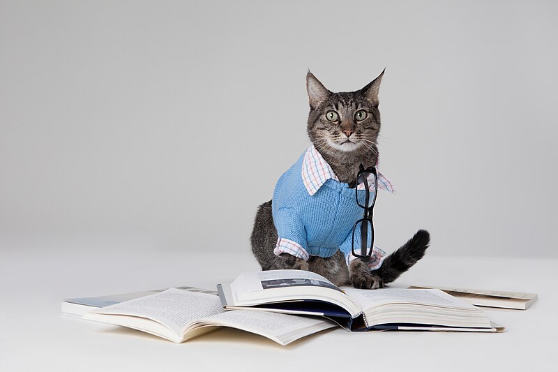 File:Max the Brown Tabby Cat with Books (8055192650).jpg