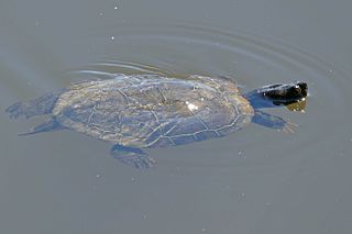 Spanish pond turtle species of reptile