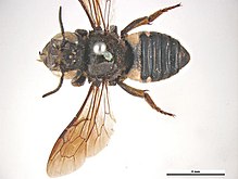 Megachile cincturata f.jpg 