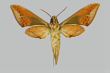 Megacorma schroederi, male, underside. Indonesia, Sulawesi Utara, Dumoga-Bone N.P., Tumpah Transect, Site 9.jpg