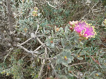 Fruit Melaleuca leptospermoides (fruits).JPG