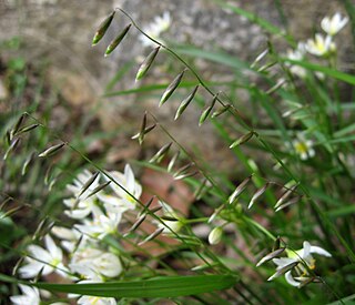 <i>Melica mutica</i> Species of grass