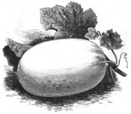 Melon de Malte d'hiver à chair verte Vilmorin-Andrieux 1883.png