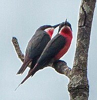 State Bird of The Gabonese Republic