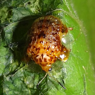 <i>Microctenochira</i> Genus of beetles