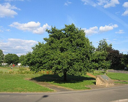 Midland Oak