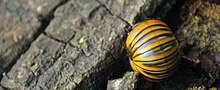 Millipede (rolled up) in Kutai National Park.jpg